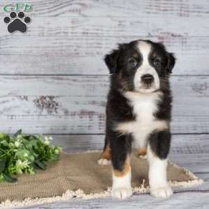 Trex, Miniature Australian Shepherd Puppy